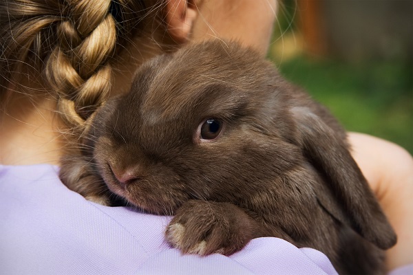 rabbit care blog.jpg